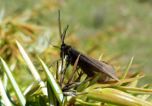 Heterogynis sp.